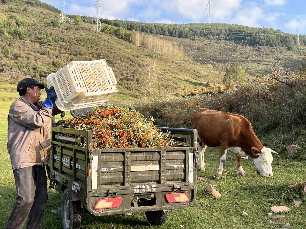 从北桥归来，日销上千单：吕梁沙棘产业借助拼