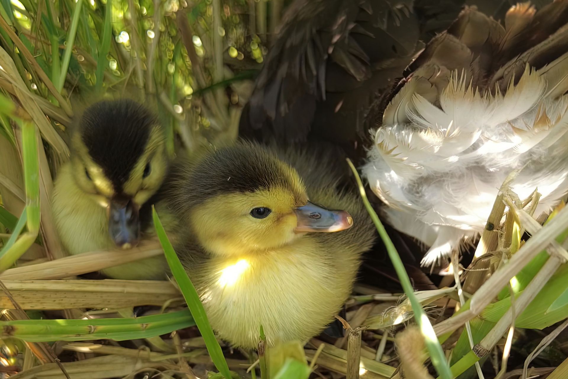 2022年青头潜鸭雏鸟 朱祥能 拍摄.jpg.jpg